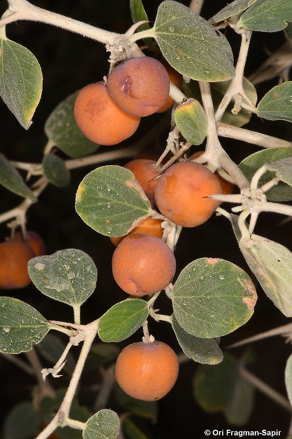 Ziziphus nummularia  Fall,Geotagged,Israel,Ziziphus nummularia