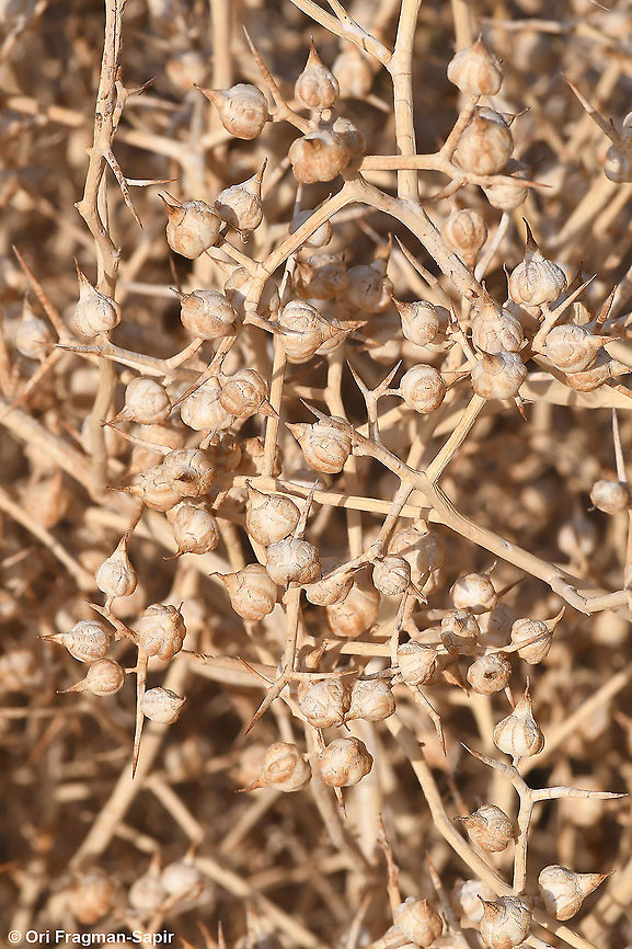 Zilla spinosa  Fall,Geotagged,Israel,Zilla spinosa