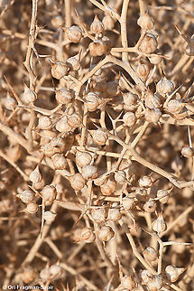 Zilla spinosa  Fall,Geotagged,Israel,Zilla spinosa