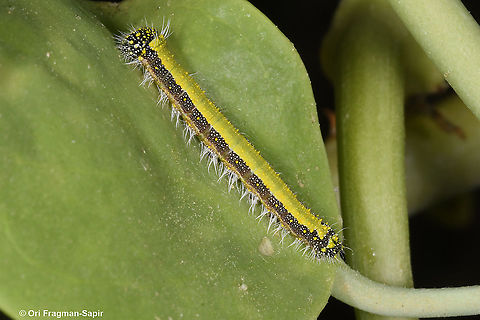 Belenois aurota  Belenois aurota,Fall,Geotagged,Israel,Pioneer white