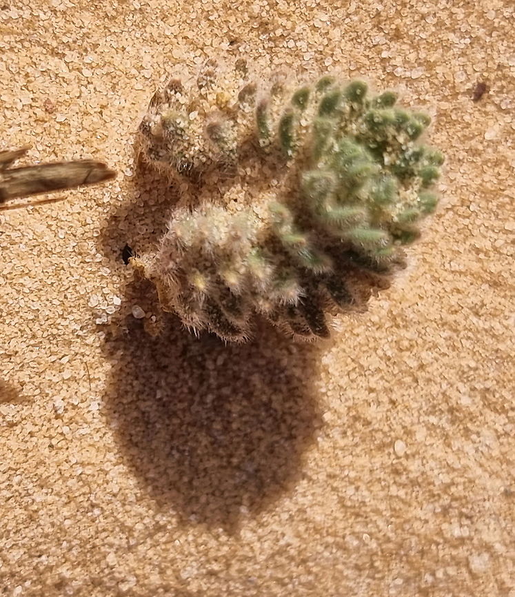 Ajuga chamaepitys  Ajuga chamaepitys,Fall,Geotagged,Jordan,Yellow Bugle