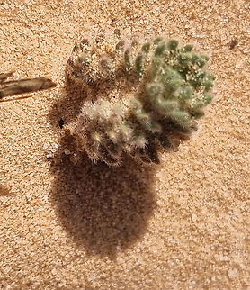 Ajuga chamaepitys  Ajuga chamaepitys,Fall,Geotagged,Jordan,Yellow Bugle