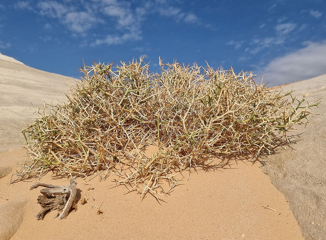 Zilla spinosa  Fall,Geotagged,Jordan,Zilla spinosa