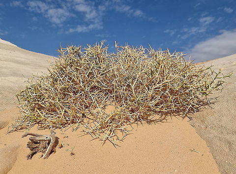 Zilla spinosa  Fall,Geotagged,Jordan,Zilla spinosa