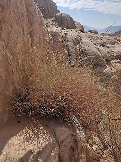 Dianthus sinaicus  Dianthus sinaicus,Fall,Geotagged,Jordan