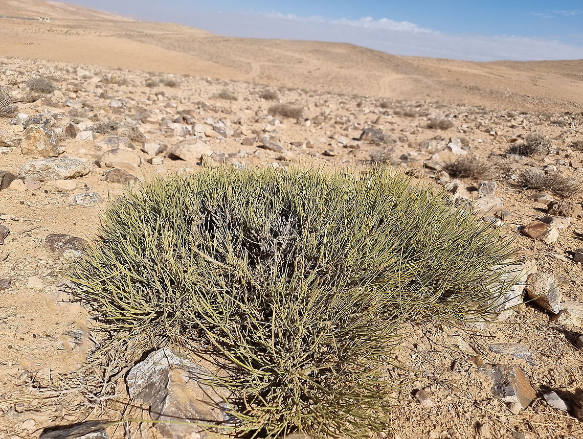 Retama raetam  Fall,Geotagged,Jordan,Retama raetam