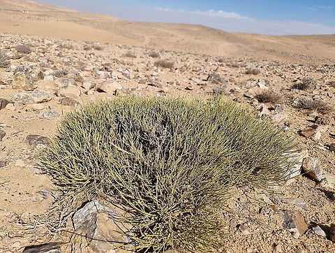 Retama raetam  Fall,Geotagged,Jordan,Retama raetam