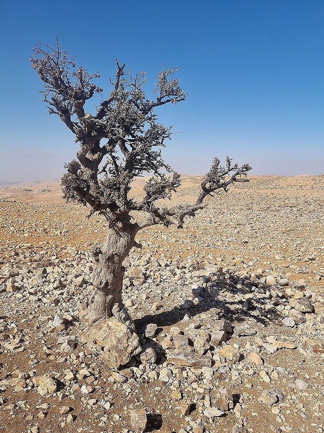 Crataegus orientalis  Crataegus orientalis,Fall,Geotagged,Jordan,Oriental Hawthorn