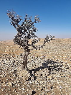 Crataegus orientalis  Crataegus orientalis,Fall,Geotagged,Jordan,Oriental Hawthorn