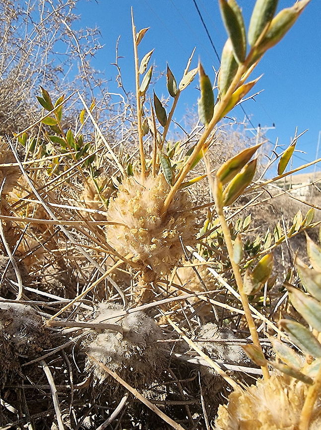 Astragalus oleifolius  Astragalus oleifolius,Fall,Geotagged,Jordan
