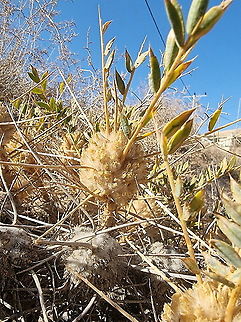 Astragalus oleifolius  Astragalus oleifolius,Fall,Geotagged,Jordan
