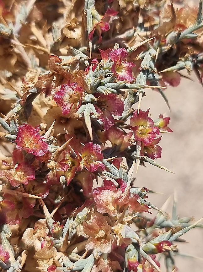 Noaea mucronata  Fall,Geotagged,Jordan,Noaea mucronata