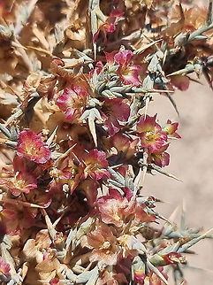 Noaea mucronata  Fall,Geotagged,Jordan,Noaea mucronata