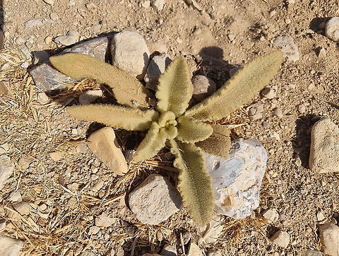 Verbascum sinaiticum  Fall,Geotagged,Jordan,Verbascum sinaiticum
