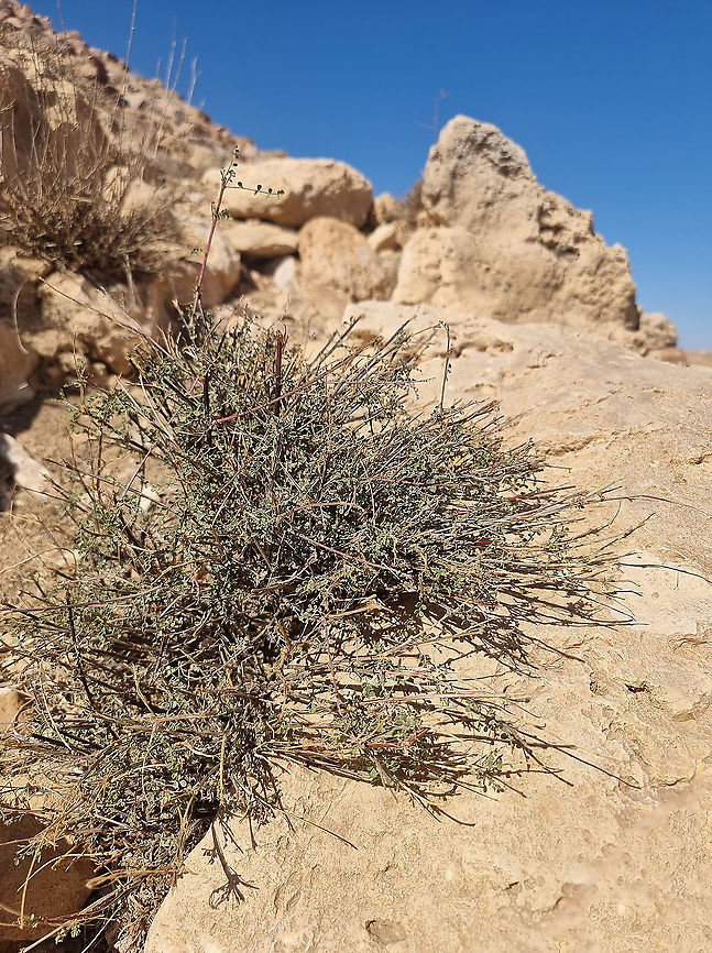 Colutea istria under grazing  Bladder-senna,Colutea istria,Fall,Geotagged,Jordan