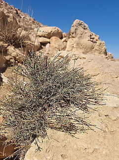 Colutea istria under grazing  Bladder-senna,Colutea istria,Fall,Geotagged,Jordan