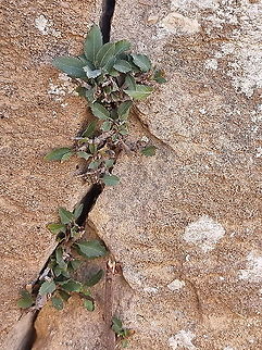 Prunus prostrata  Fall,Geotagged,Jordan,Mountain Cherry,Prunus prostrata