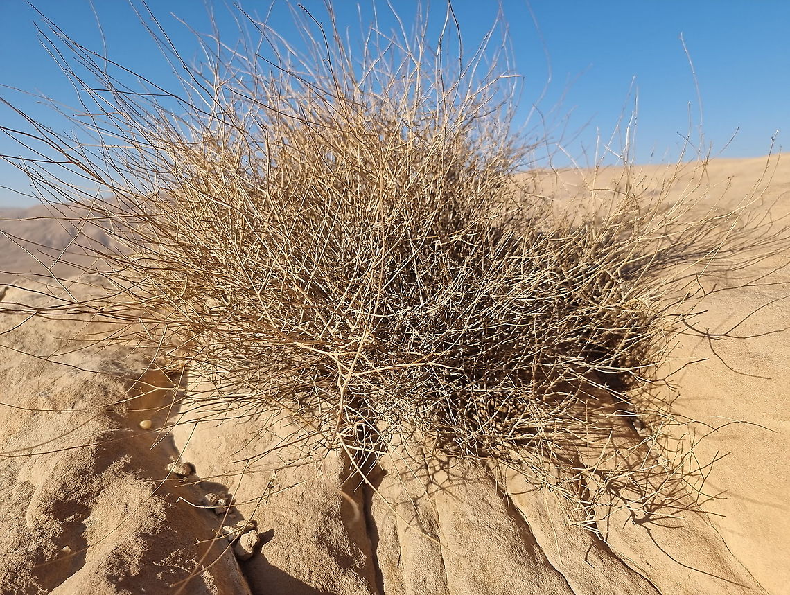 Farsetia aegyptia  Fall,Farsetia aegyptia,Geotagged,Jordan