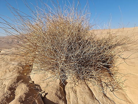 Farsetia aegyptia  Fall,Farsetia aegyptia,Geotagged,Jordan