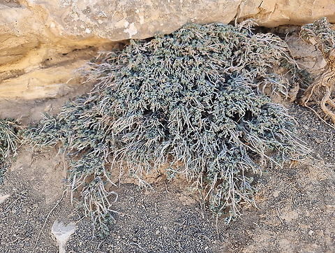 Teucrium leucocladum  Fall,Geotagged,Jordan,Teucrium leucocladum,Whitish Germander