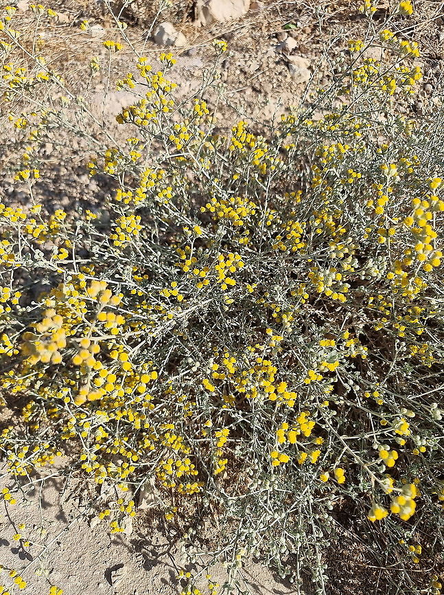 Achillea fragrantissima  Achillea fragrantissima,Fall,Geotagged,Jordan