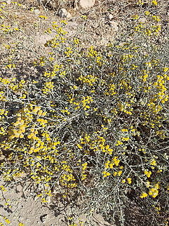 Achillea fragrantissima  Achillea fragrantissima,Fall,Geotagged,Jordan