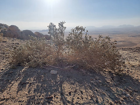 Haloxylon salicornicum