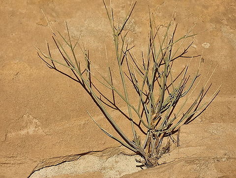 Polygala negevensis  Fall,Geotagged,Jordan,Polygala negevensis
