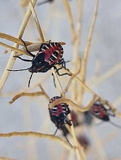 Codophila maculicollis  Codophila maculicollis,Fall,Geotagged,Jordan