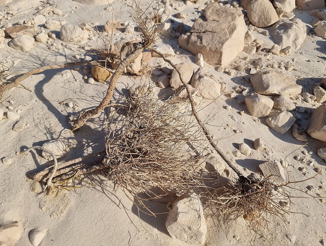 Scorzonera tortuosissima  Fall,Geotagged,Jordan,Scorzonera tortuosissima