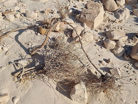 Scorzonera tortuosissima  Fall,Geotagged,Jordan,Scorzonera tortuosissima