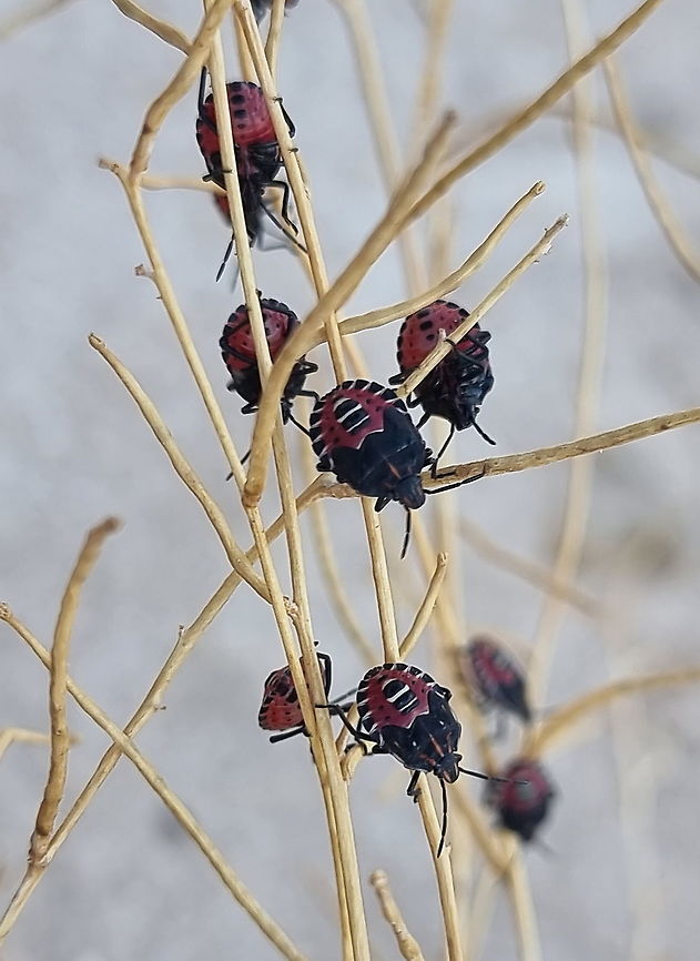Codophila maculicollis  Codophila maculicollis,Fall,Geotagged,Jordan