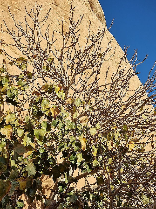 Ficus palmata  Fall,Ficus palmata,Geotagged,Jordan