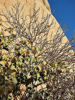 Ficus palmata  Fall,Ficus palmata,Geotagged,Jordan