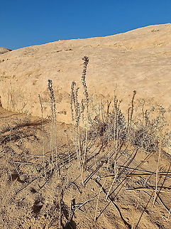 Drimia aphylla miserable fruitset in the dry desert Drimia aphylla,Fall,Geotagged,Jordan,Maritime squill