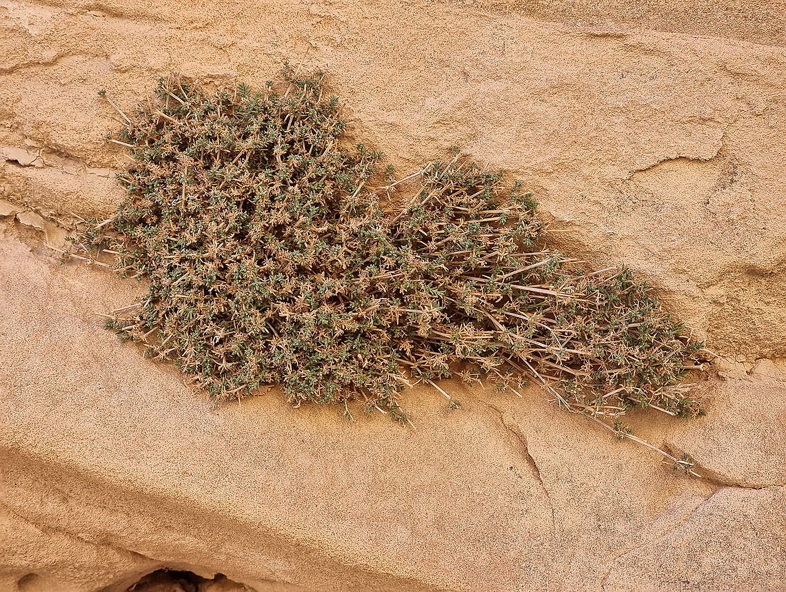 Galium sinaicum  Fall,Galium sinaicum,Geotagged,Jordan