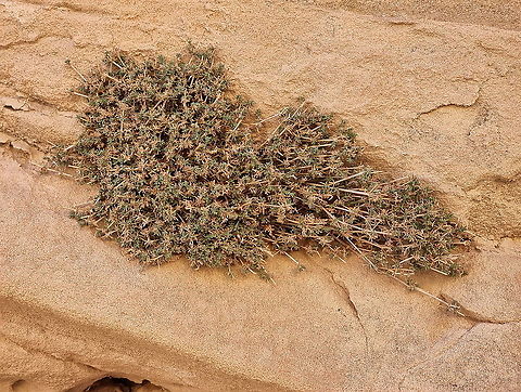 Galium sinaicum  Fall,Galium sinaicum,Geotagged,Jordan