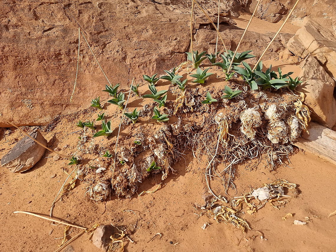 Drimia aphylla  Drimia aphylla,Fall,Geotagged,Jordan,Maritime squill