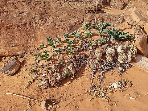 Drimia aphylla  Drimia aphylla,Fall,Geotagged,Jordan,Maritime squill