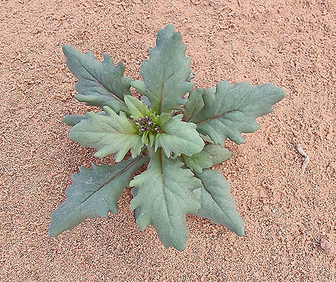 Senecio flavus  Fall,Geotagged,Jordan,Senecio flavus