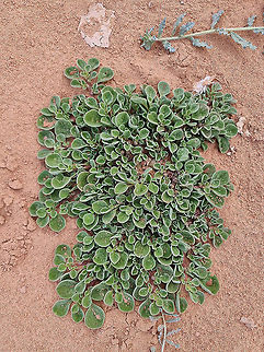 Aizoon canariense  Aizoon canariense,Fall,Geotagged,Jordan