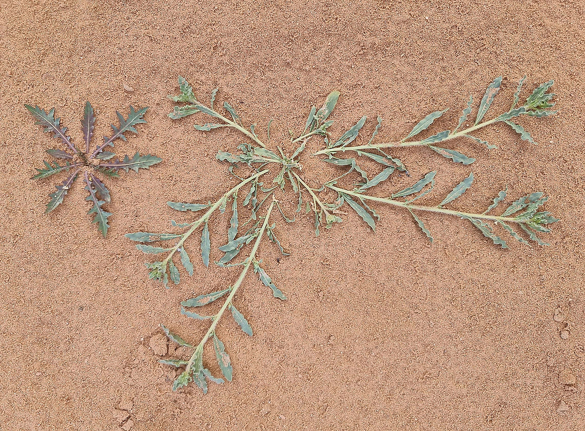 Caylusea hexagyna  Caylusea hexagyna,Fall,Geotagged,Jordan