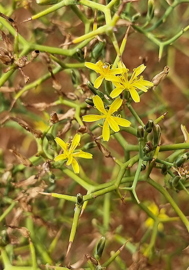Launaea spinosa  Fall,Geotagged,Jordan,Launaea spinosa