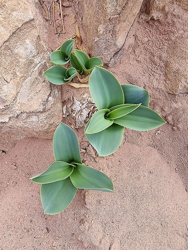 Drimia aphylla  Drimia aphylla,Fall,Geotagged,Jordan,Maritime squill