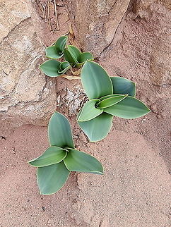 Drimia aphylla  Drimia aphylla,Fall,Geotagged,Jordan,Maritime squill