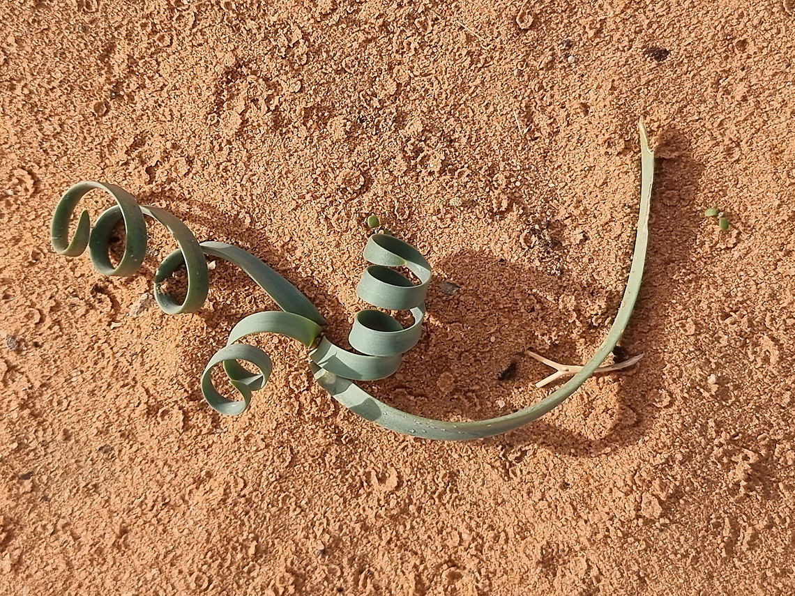 Pancratium sickenbergeri  Fall,Geotagged,Jordan,Pancratium sickenbergeri,Rain flower
