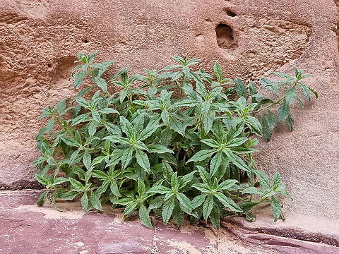 Podonosma orientalis  Fall,Geotagged,Golden Drop,Jordan,Podonosma orientalis