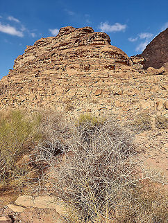 Lycium shawi - drought deciduous shrub  Fall,Geotagged,Jordan,Lycium shawii