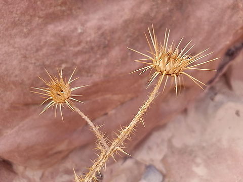 Onopordum ambiguum  Fall,Geotagged,Jordan,Onopordum ambiguum