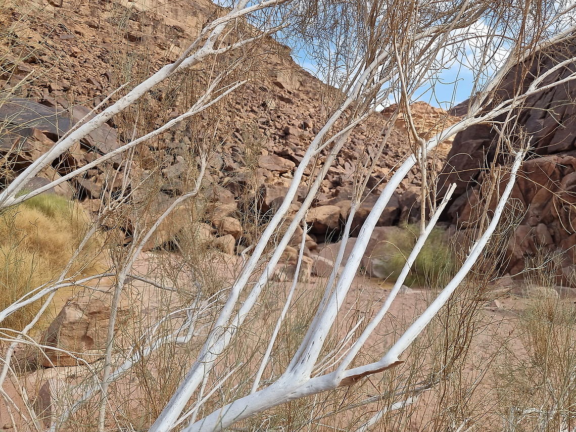 Haloxylon persicum  Fall,Geotagged,Haloxylon persicum,Jordan